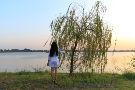 湖边柳树 女孩背影