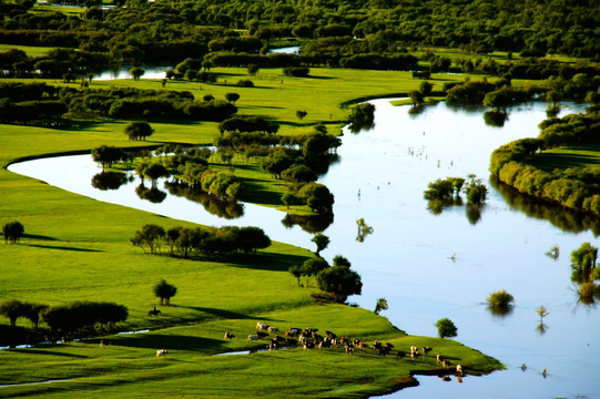 夏季傍晚湿地牛群过河