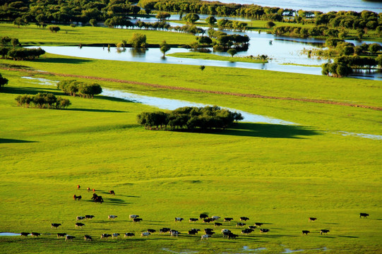 夏季傍晚湿地牛群