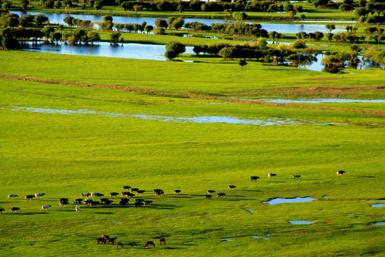 夏季湿地牛群牧归