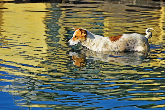 狗游泳