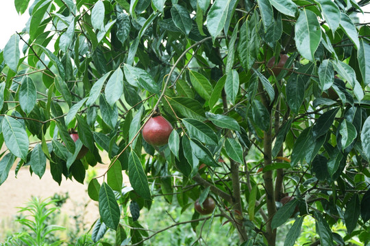 山茶树