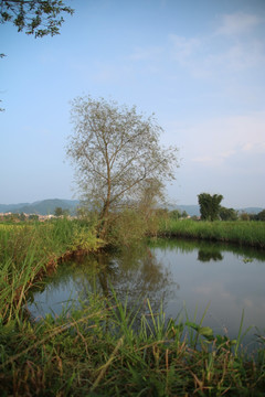 柳树