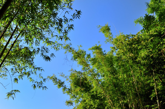 树枝 蓝天 天空