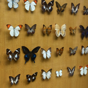 五颜六色的蝴蝶标本