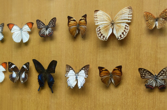 各式各样的蝴蝶标本