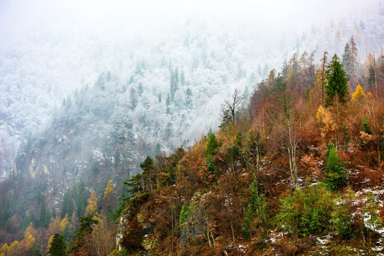 雪山 树林