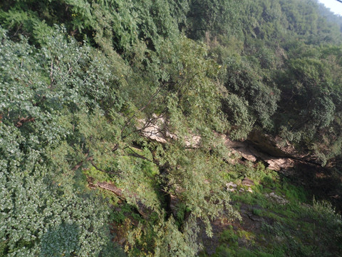 秦岭太平峪森林公园