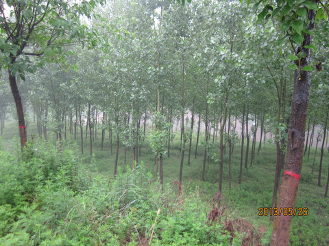 杨树林