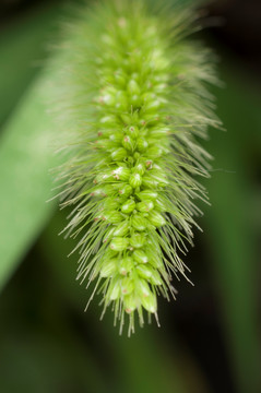 狗尾草 草本植物 植物