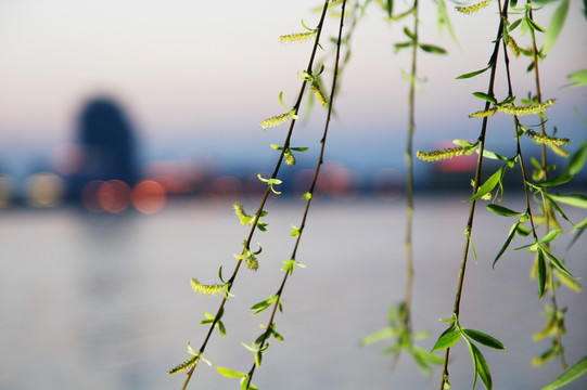 发芽 柳树