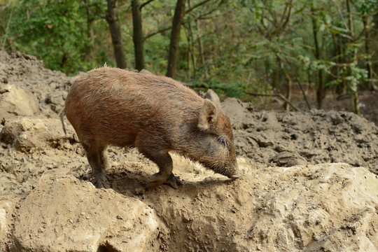 山林野猪养殖