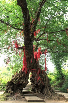 重庆铜梁区巴岳山黄桷门黄桷古树