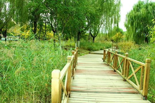 湿地木桥