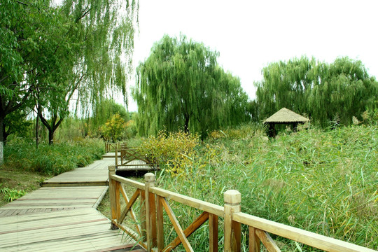 湿地 木桥