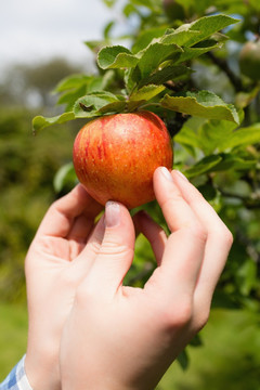 手触摸一棵树上的苹果