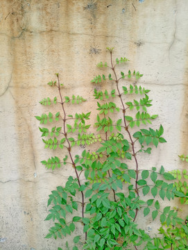 植物墙 植被墙