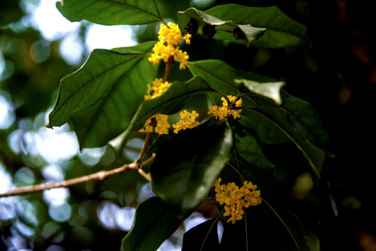 桂花