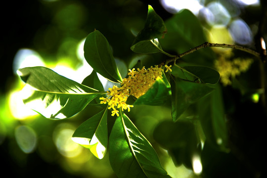 桂花