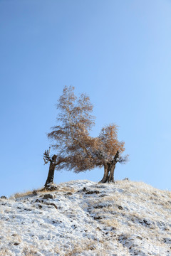 雪中胡杨