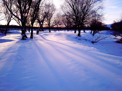 冬季雪地树林树影