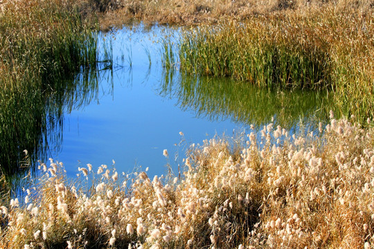 芦苇 湿地 自然