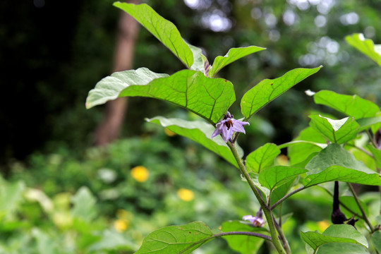 茄子花