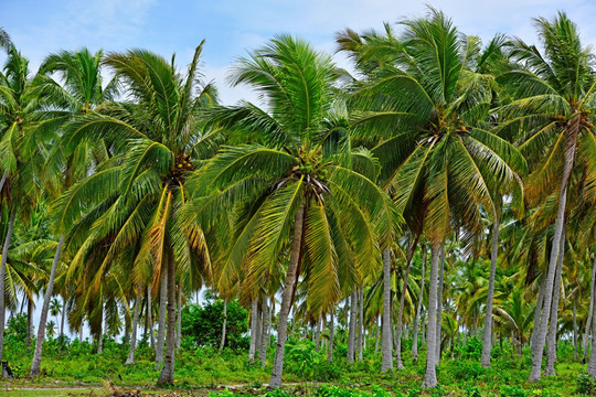 椰树 椰林