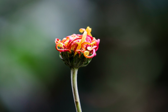 菊花特写