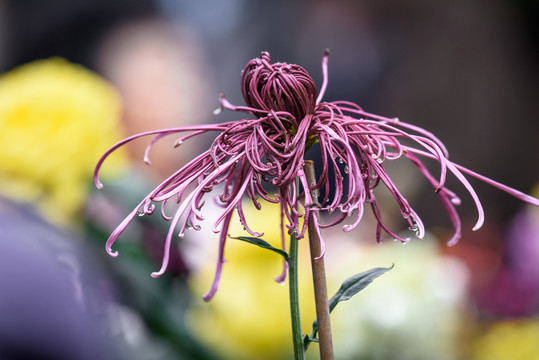 菊花特写