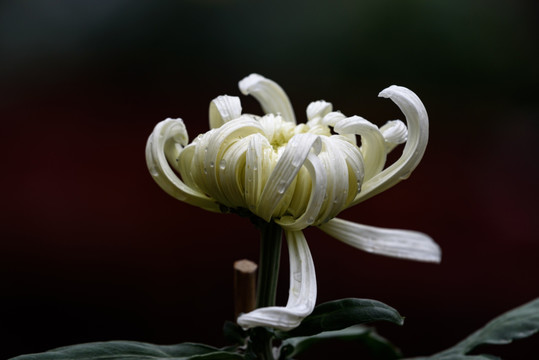 菊花特写