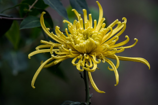 菊花特写