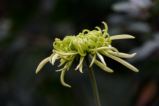 菊花特写