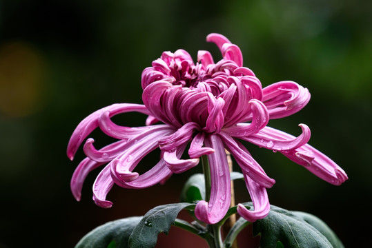 菊花特写