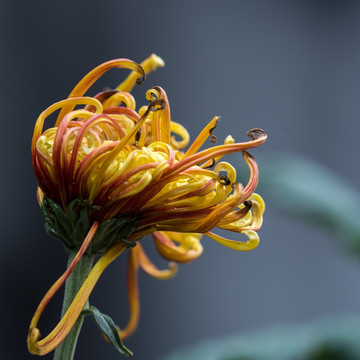 菊花特写