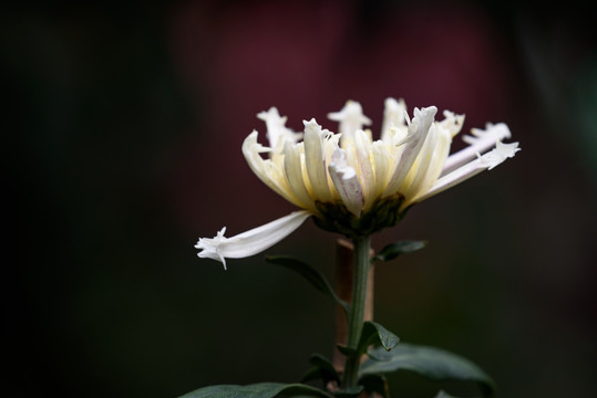 菊花特写