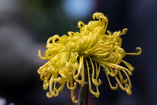 菊花特写