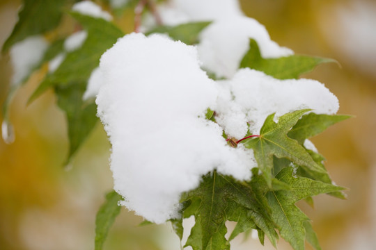 积雪 树挂