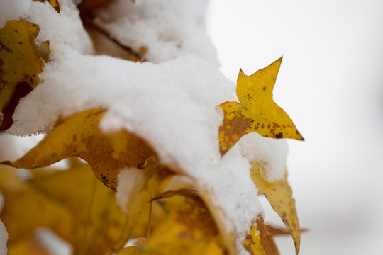 雪