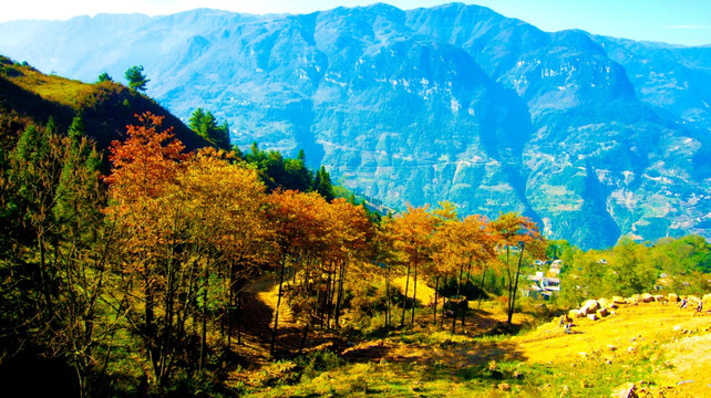 树林  黄叶