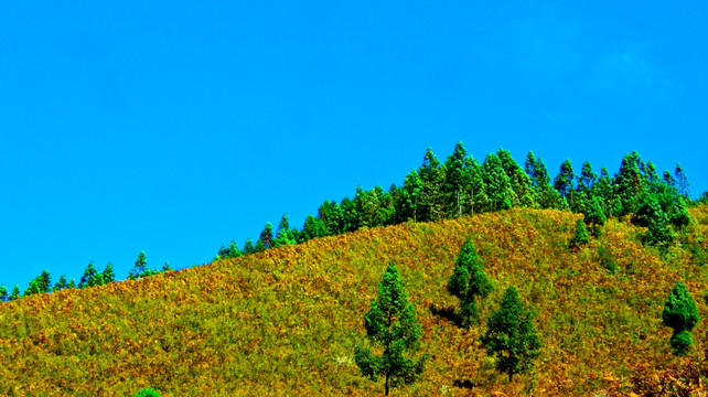 山冈 山林