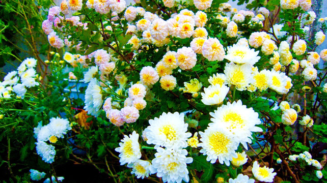 菊花
