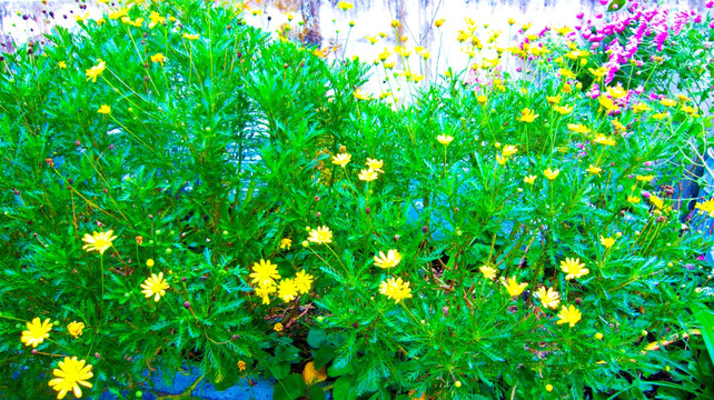 小黄菊