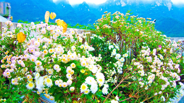 菊花