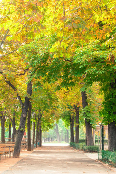 秋天的树木沿着道路