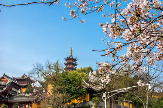 鸡鸣寺 樱花