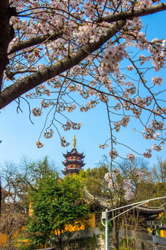 鸡鸣寺 樱花