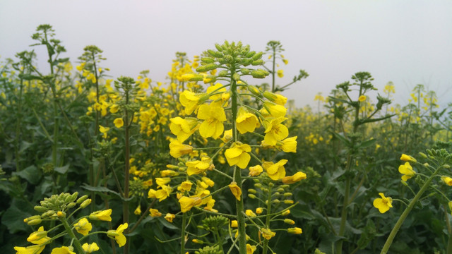 油菜花