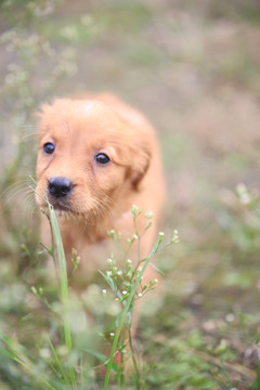 金毛幼犬