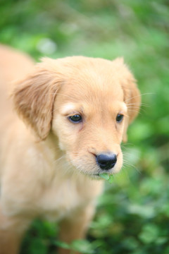 金毛幼犬